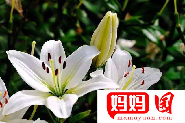 孕妇可不可以吃百合？为什么说孕妇不可以吃百合？